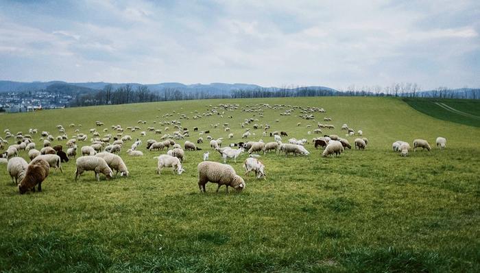 消费需求,其他养殖板块