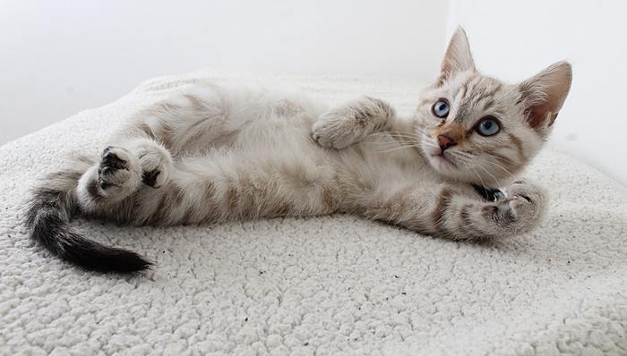 宠物经济,麦当劳