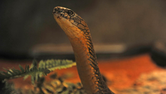 上海,警方,环境,保护,眼镜王蛇