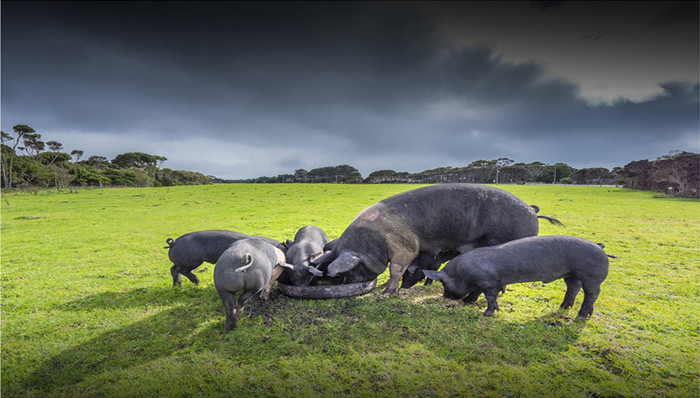 猪价拐点将现，这四家头部猪企何时能抄底？| A股2022投资策略⑤