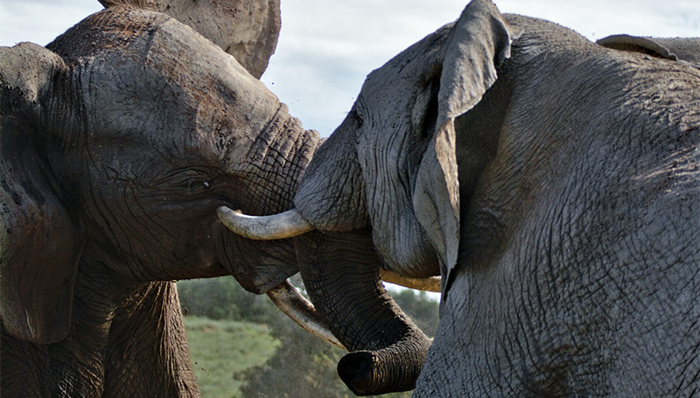 莱绅通灵,内讧,业绩,股价