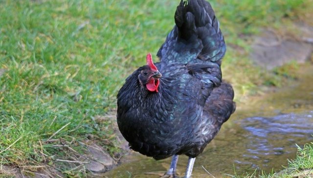 明佳环保，温氏股份，浙创投，议价能力，产能消化