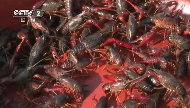 小龙虾,种养,南荫村,稻虾,界乡,助农增收,平南县,养殖,水田,肉紧