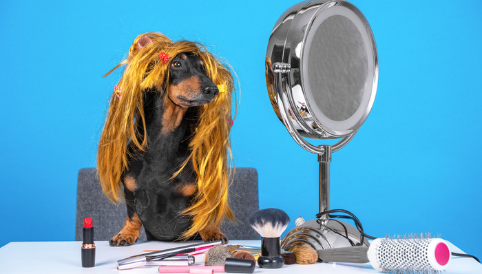 宠物美容除了美发美甲，现在还有专用腮红