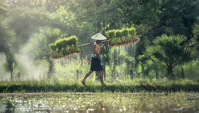 短视频,抖音,快手,网红,农村电商,李子柒,张同学