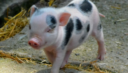 “猪王”与“肉王”牵手，牧原与双汇会擦出怎样的火花？