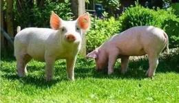 重组未完，雨润离春天还有点远