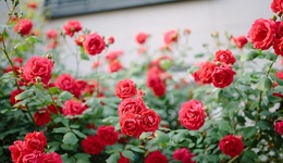 她們曾被誤導(dǎo)，認(rèn)為生育是鋪滿玫瑰的幸福溫床 | 一周新書推薦