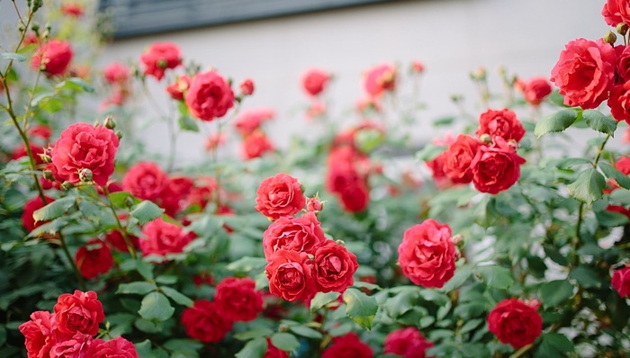 新书,书单,书单控