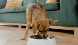 貓貓狗狗都是吞金獸，但它們吃的小餅干卻沒(méi)那么賺錢