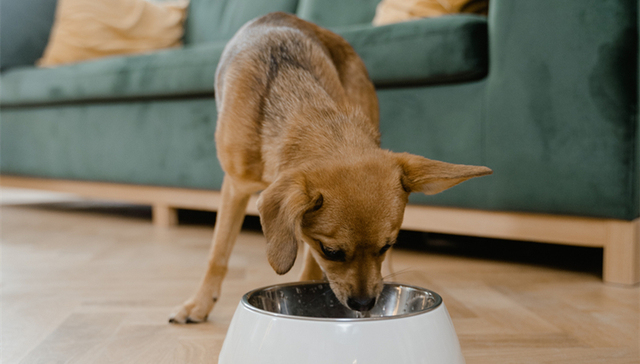 宠物经济,宠物食品,中国市场,消费趋势,融资,利润率