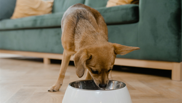 宠物经济,宠物食品,中国市场,消费趋势,融资,利润率