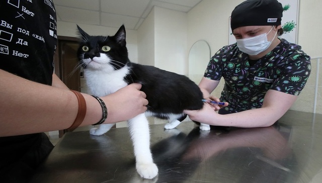 全球首款获批！小猫咪也能用上生物药了