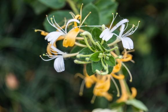 金银花,上海碧丽,维权