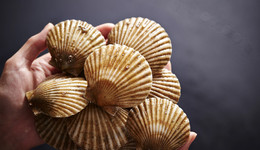 A股開年奇葩事：湯加扇貝游到獐子島？股價(jià)漲停收誰的智商稅？