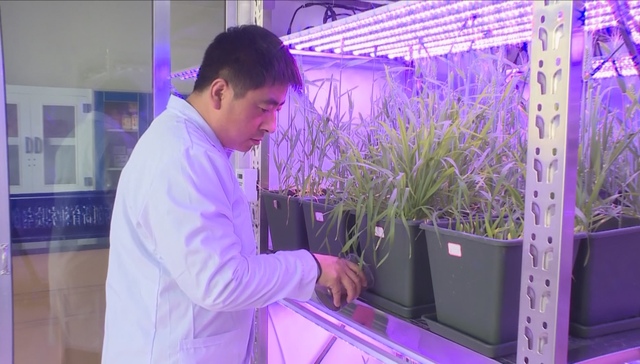 扬花,冬小麦,平凉市,优异种质资源,小麦育种,农业科学院,甘肃平凉,新品种,种业,基层