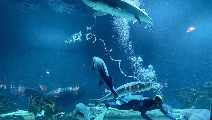 北京海洋馆推出“一日饲养员体验营”，春节还可线上“云”逛馆