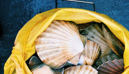 獐子島命懸一線