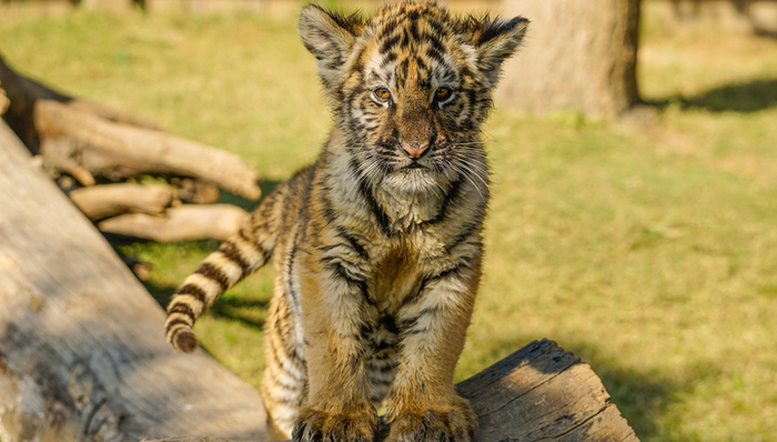 南通“虎景房”引争议，“动物+酒店”模式行得通吗？