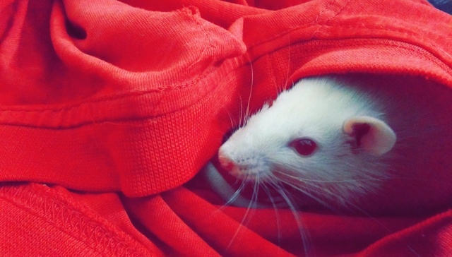 小白鼠,基因模型,医药,投资,生物科技