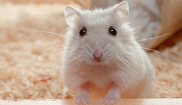 香港疑現(xiàn)倉(cāng)鼠感染人類，動(dòng)物會(huì)傳播新冠病毒嗎？