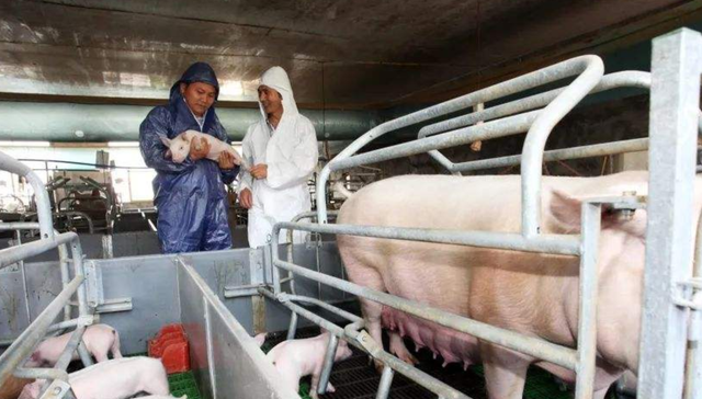 温氏股份,亏损,猪肉,牧原股份,养殖