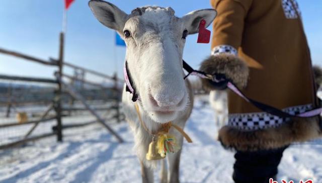 鹿部落,敖鲁古雅鄂温克,小康生活,驯鹿文化,饲养驯鹿,民族旅游,鄂温克人,下山,资料图,族民
