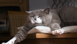 强制乐观、必须有用的观念如何影响了我们的生活？