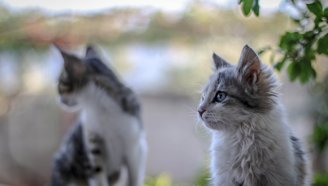 宠物经济,消费,商业,后院猫,蓝猫