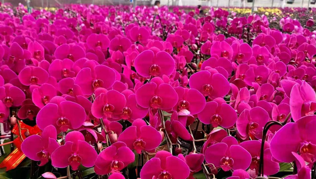 蝴蝶兰,新秀,产区,农林院校,性状表现,新品种,赏花,林业科技,栽培示范,种植模式