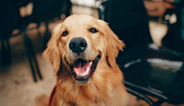 “它經(jīng)濟”下的“寵物險”