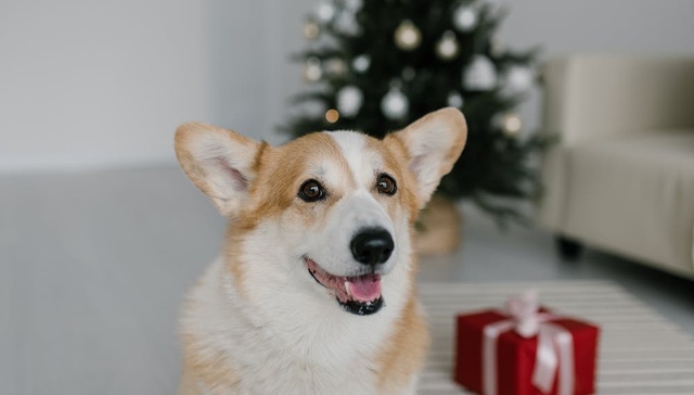 宠物寄养,消费欲,写真,娱乐,春节