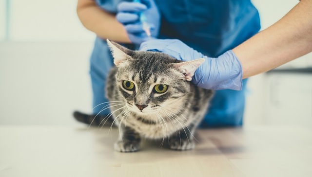 猫三联疫苗“妙三多”持续缺货，何时能有国产疫苗？