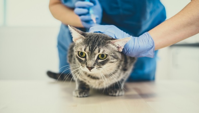 猫三联疫苗“妙三多”持续缺货，何时能有国产疫苗？