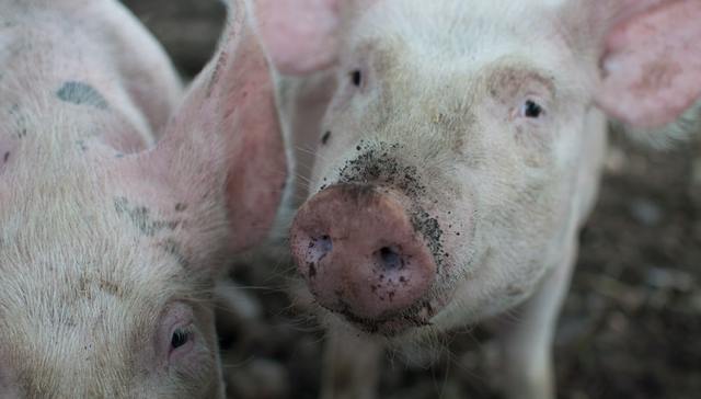 正邦科技,养殖猪,亏损