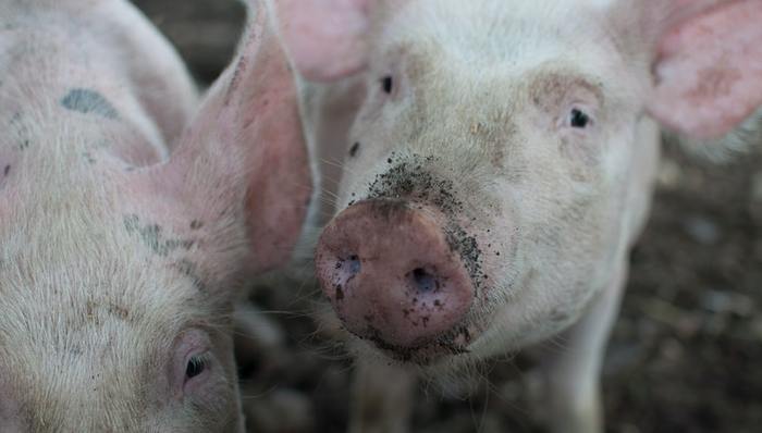 正邦科技,养殖猪,亏损