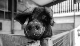 “豬肉概念股”走強(qiáng)，行業(yè)或迎來(lái)布局“窗口期”？