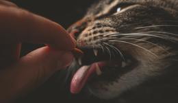 寵物食品，是不是個(gè)好賽道？