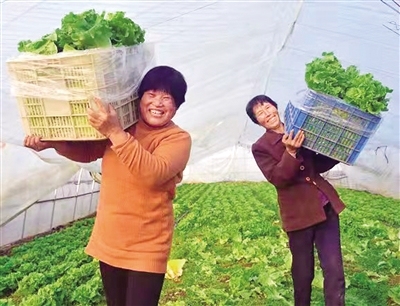 温室大棚,设施蔬菜,温棚,笑声,老板,餐桌,蔬菜大棚,连栋,蔬菜基地,夜色