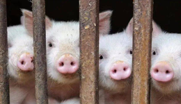 大数据为何“赌”不对猪周期？