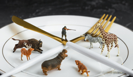 不在荒野，而在交集：“由它们去”不一定是对野生动物的最好保护