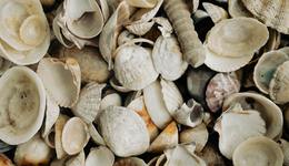 那家“扇貝跑路”的獐子島，為啥老是出事兒？