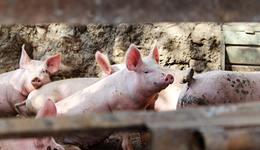 除了猪周期，生猪企业还能做什么？