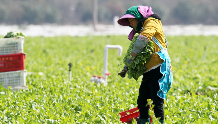 供港,香港疫情,蔬菜