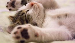 獨(dú)居時(shí)代下，這個(gè)賽道正蓬勃發(fā)展