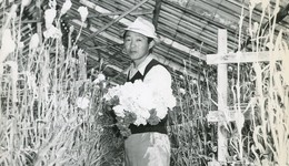 珍珠港事件后，在美国的日裔作家是如何生活和创作下去的？