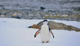 騰訊電商敗走鵝城