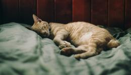 寵物經(jīng)濟(jì)：吃、用、病、葬都是生意