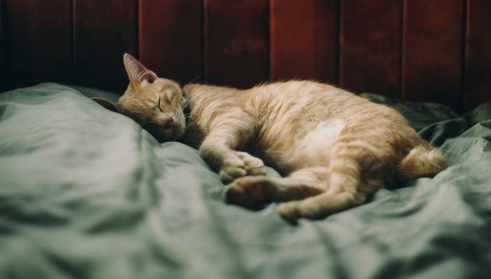 宠物电商,市场规模