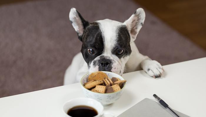 宠物食品,小众品牌